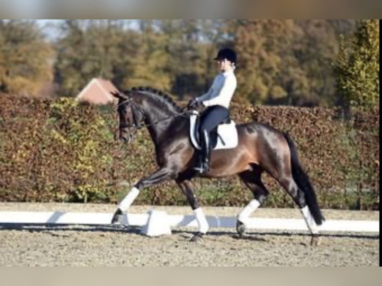 Koń oldenburski Ogier 16 lat 168 cm Ciemnogniada in Borgo San Giacomo