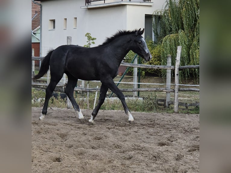 Koń oldenburski Ogier 1 Rok 140 cm Siwa in Üllő