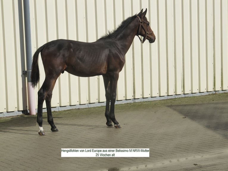 Koń oldenburski Ogier 1 Rok 158 cm Ciemnogniada in Dortmund