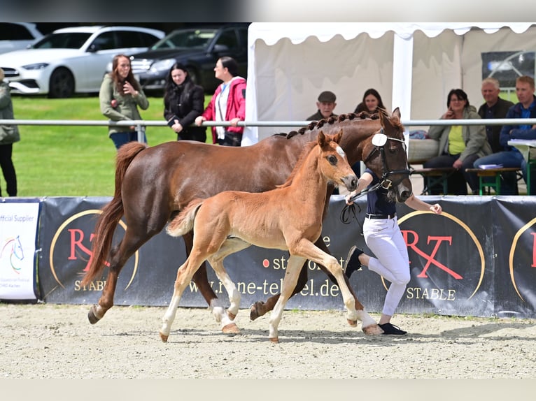 Koń oldenburski Ogier 1 Rok 165 cm Ciemnokasztanowata in Neuenkirchen