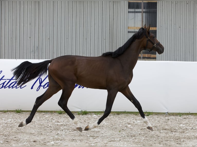 Koń oldenburski Ogier 1 Rok 168 cm Ciemnogniada in Belgern