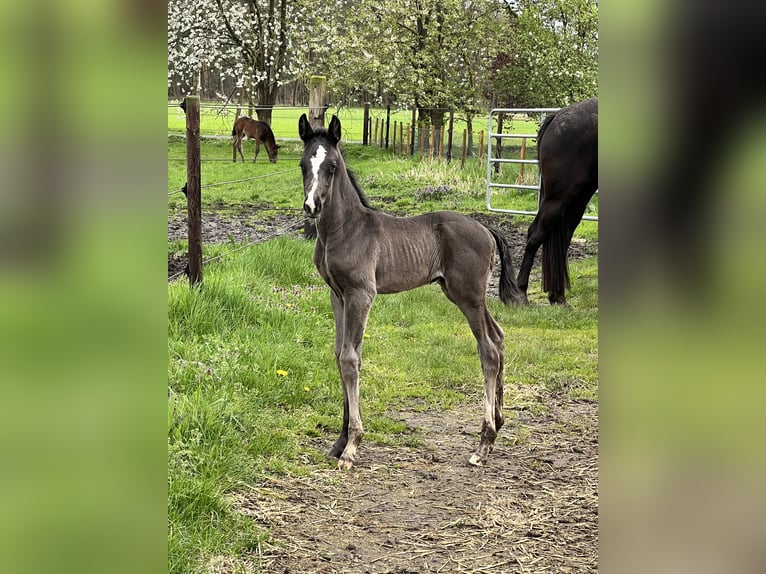 Koń oldenburski Ogier 1 Rok 168 cm Kara in Löningen