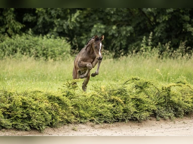 Koń oldenburski Ogier 1 Rok 170 cm Ciemnogniada in Rosdorf