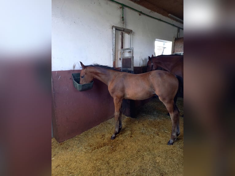 Koń oldenburski Ogier 1 Rok 170 cm Gniada in Königsmoos