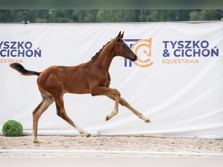 Koń oldenburski Ogier 1 Rok 170 cm Gniada in Jordanów