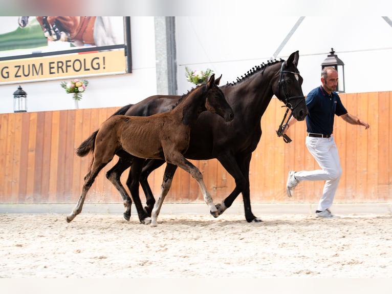 Koń oldenburski Ogier 1 Rok 170 cm Kara in Wittendörp