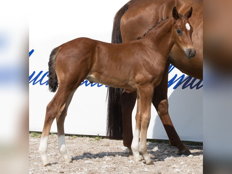 Koń oldenburski Ogier 1 Rok 171 cm Ciemnogniada in Belgern