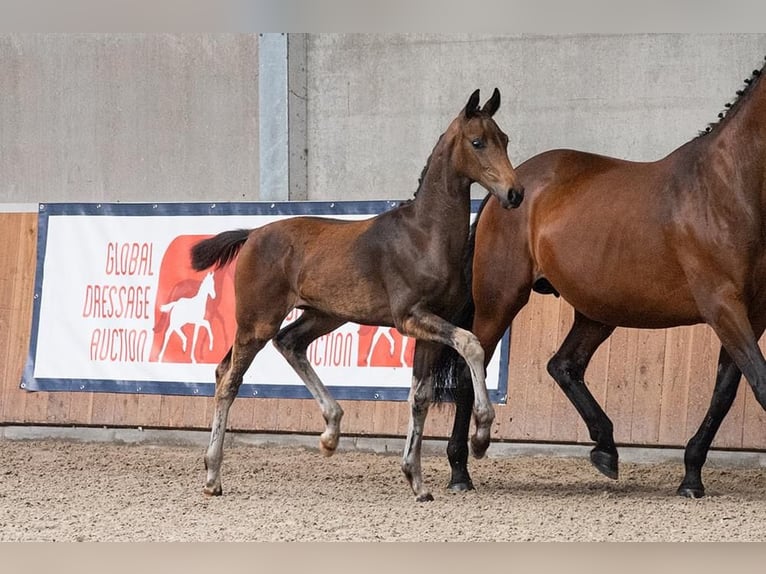 Koń oldenburski Ogier 1 Rok 172 cm Ciemnogniada in Blunk