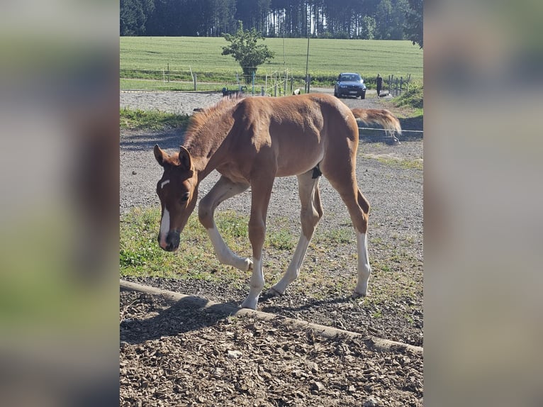 Koń oldenburski Ogier 1 Rok 173 cm Ciemnokasztanowata in Isny im Allgäu