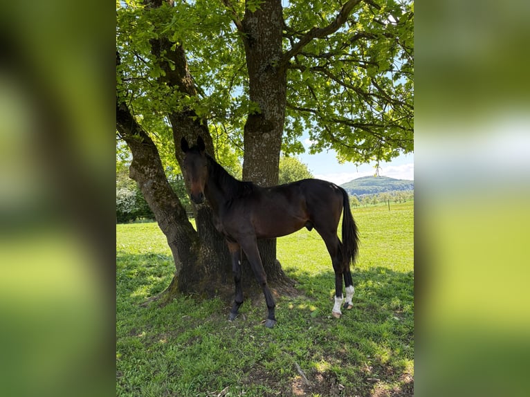 Koń oldenburski Ogier 1 Rok Ciemnogniada in Helferskirchen