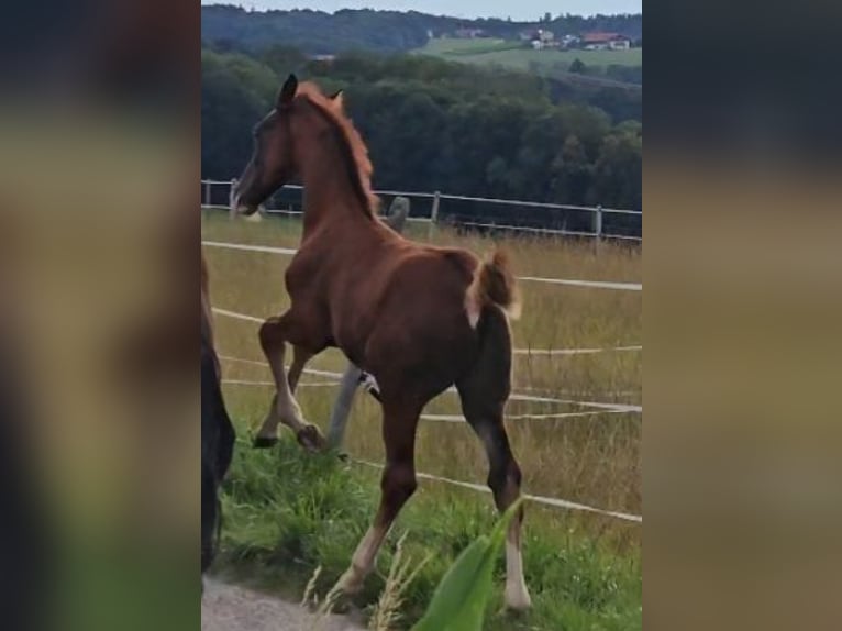 Koń oldenburski Ogier 1 Rok Ciemnokasztanowata in Sankt Wolfgang