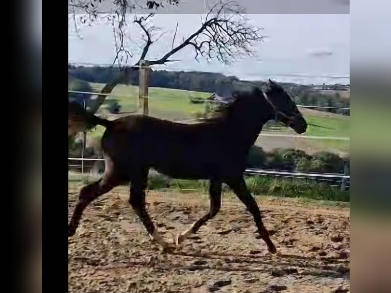 Koń oldenburski Ogier 1 Rok Gniada in Sankt Wolfgang