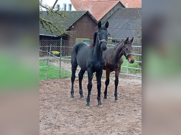 Koń oldenburski Ogier 1 Rok Kara in Dassel