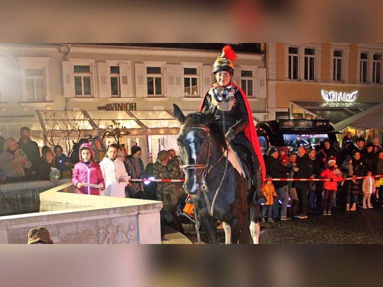 Koń oldenburski Ogier 20 lat 164 cm Srokata in Zweibrücken