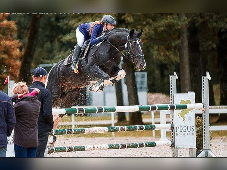 Koń oldenburski Ogier 20 lat 164 cm Srokata in Zweibrücken