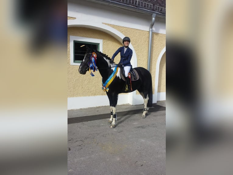 Koń oldenburski Ogier 20 lat 164 cm Srokata in Zweibrücken