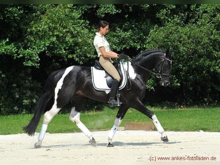 Koń oldenburski Ogier 20 lat 164 cm Srokata in Zweibrücken