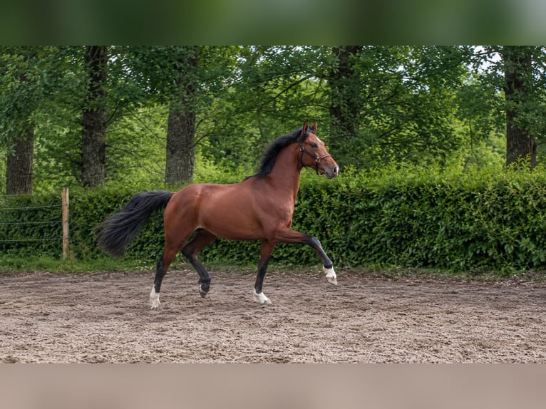 Koń oldenburski Ogier 2 lat 161 cm Gniada in Champsac