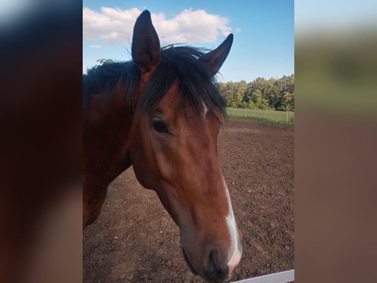 Koń oldenburski Ogier 2 lat 162 cm Gniada in Weismain