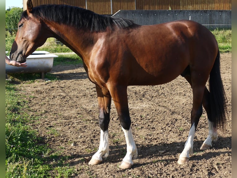 Koń oldenburski Ogier 2 lat 162 cm Gniada in Weismain