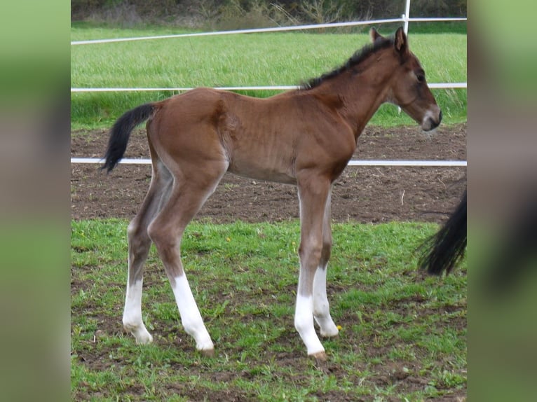 Koń oldenburski Ogier 2 lat 162 cm Gniada in Weismain