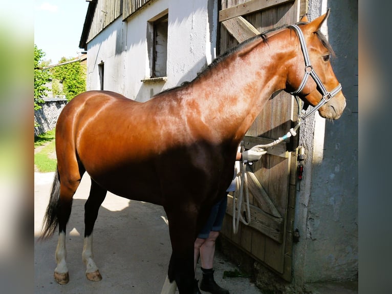 Koń oldenburski Ogier 2 lat 162 cm Gniada in Weismain