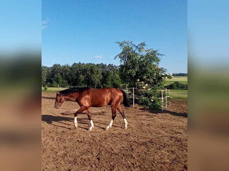 Koń oldenburski Ogier 2 lat 162 cm Gniada in Weismain