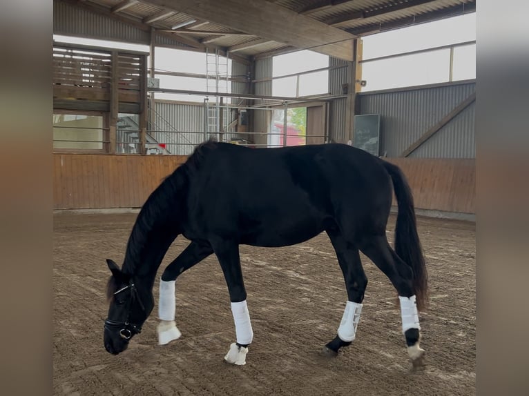 Koń oldenburski Ogier 2 lat 162 cm Kara in Syke