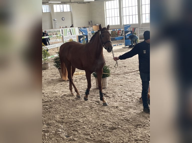 Koń oldenburski Ogier 2 lat 163 cm Kasztanowata in Zagórów