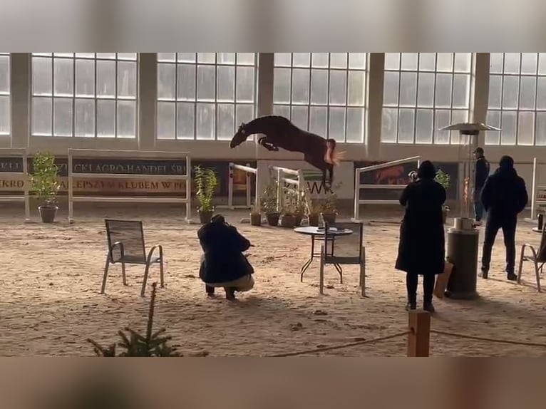 Koń oldenburski Ogier 2 lat 163 cm Kasztanowata in Zagórów