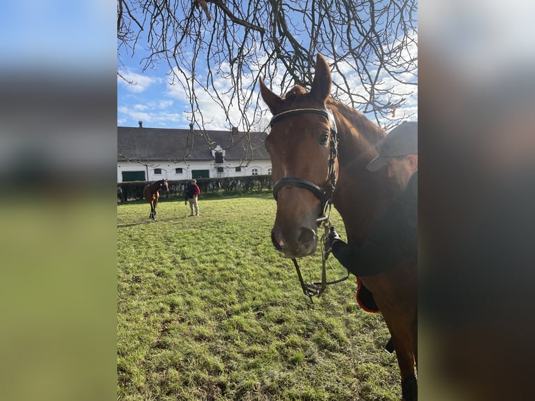 Koń oldenburski Ogier 2 lat 163 cm Kasztanowata in Zagórów