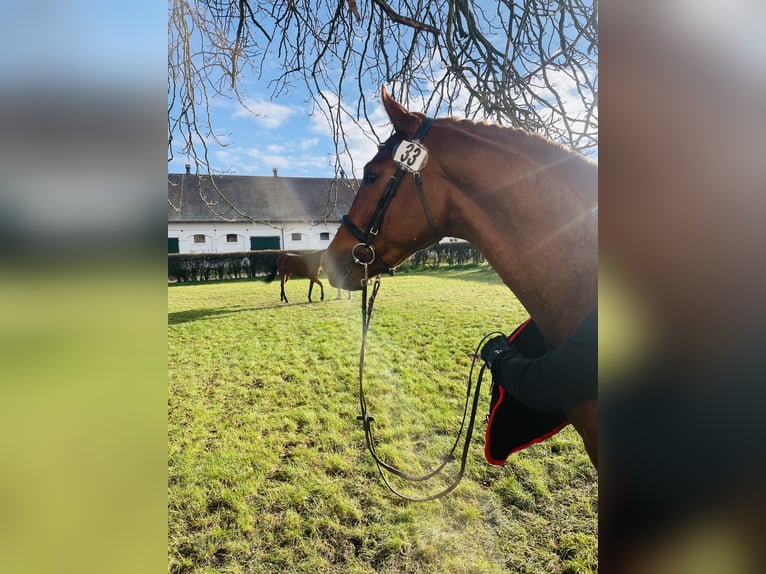Koń oldenburski Ogier 2 lat 163 cm Kasztanowata in Zagórów