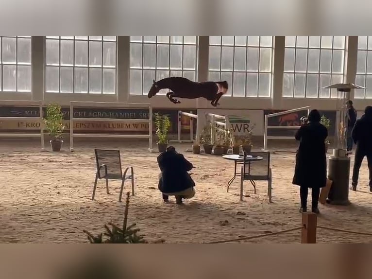 Koń oldenburski Ogier 2 lat 163 cm Kasztanowata in Zagórów