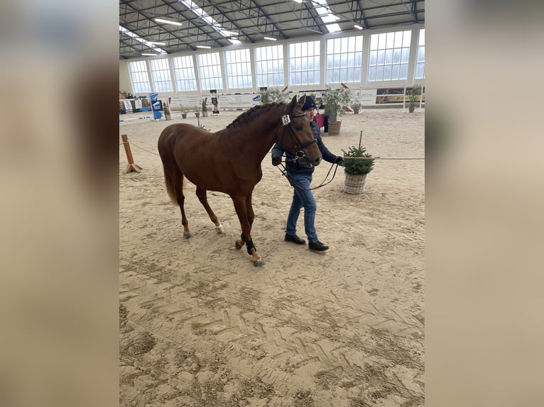 Koń oldenburski Ogier 2 lat 163 cm Kasztanowata in Zagórów