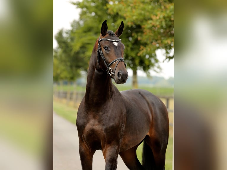 Koń oldenburski Ogier 2 lat 165 cm Ciemnogniada in Diepholz
