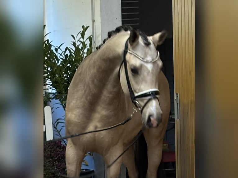 Koń oldenburski Ogier 2 lat 165 cm Jelenia in Verden K&#xF6;rung