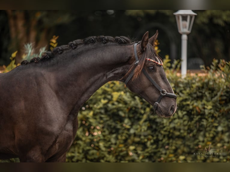 Koń oldenburski Ogier 2 lat 165 cm Kara in Wehringen