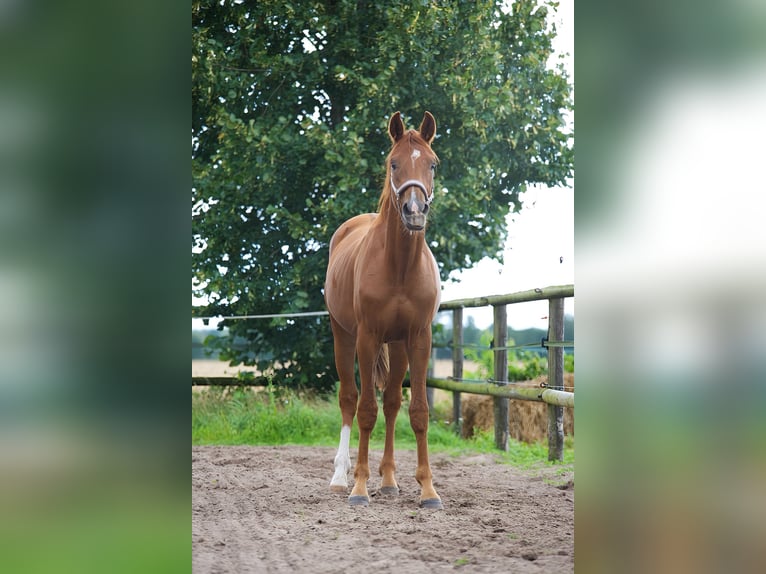 Koń oldenburski Ogier 2 lat 165 cm Kasztanowata in Hude (Oldenburg)