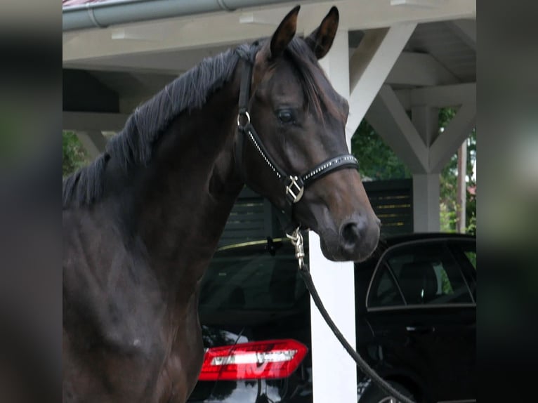 Koń oldenburski Ogier 2 lat 165 cm Skarogniada in Werlte