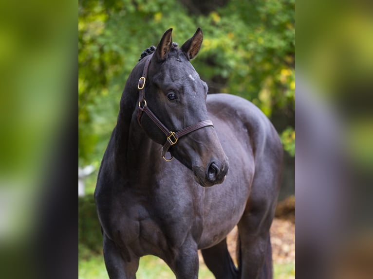 Koń oldenburski Ogier 2 lat 167 cm Ciemnogniada in Kaposvar