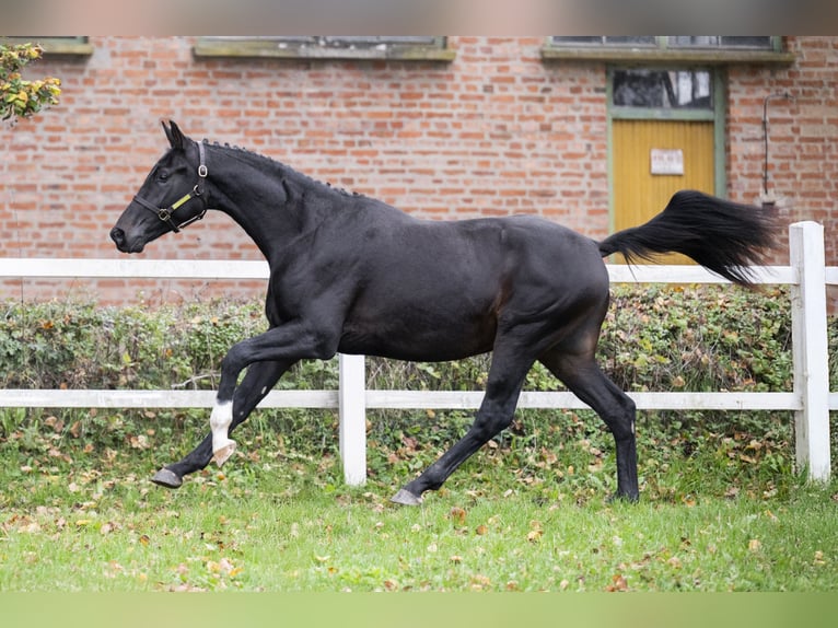 Koń oldenburski Ogier 2 lat 167 cm Ciemnogniada in Kaposvar