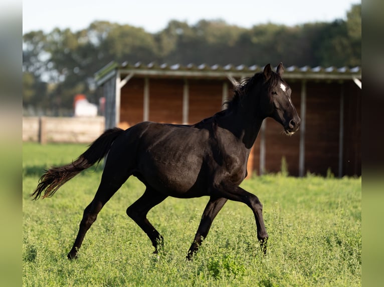 Koń oldenburski Ogier 2 lat 167 cm Kara in Lohne (Oldenburg)
