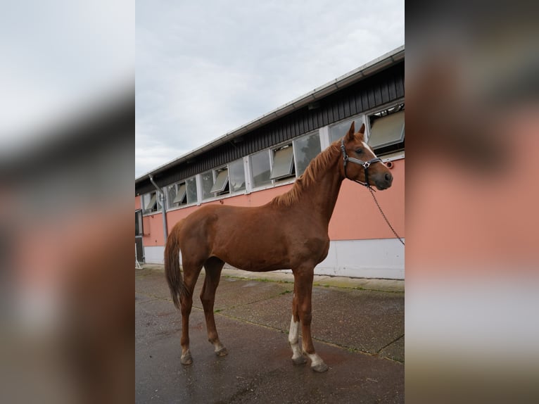 Koń oldenburski Ogier 2 lat 167 cm Kasztanowata in Graditz