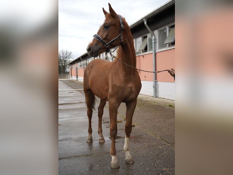 Koń oldenburski Ogier 2 lat 167 cm Kasztanowata in Graditz