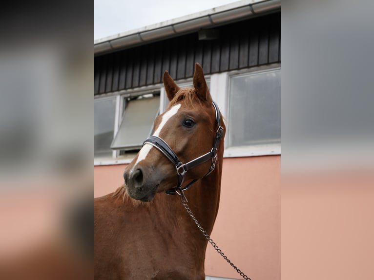 Koń oldenburski Ogier 2 lat 167 cm Kasztanowata in Graditz