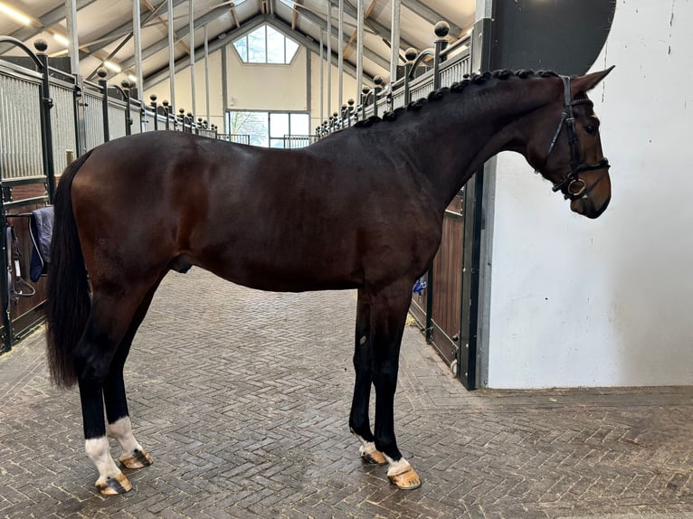 Koń oldenburski Ogier 2 lat 168 cm Ciemnogniada in GROTE-BROGEL