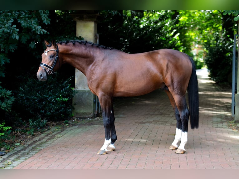 Koń oldenburski Ogier 2 lat 168 cm Gniada in Bramsche