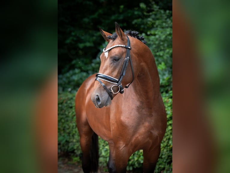 Koń oldenburski Ogier 2 lat 168 cm Gniada in Bramsche