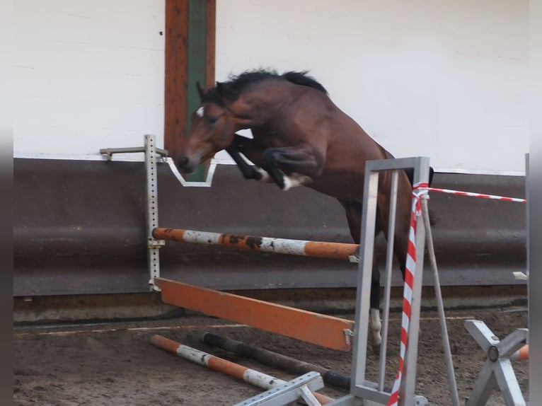 Koń oldenburski Ogier 2 lat 168 cm Gniada in Bramsche