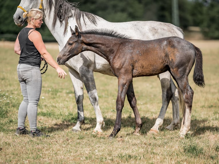 Koń oldenburski Ogier 2 lat 168 cm Siwa in Zduchovice